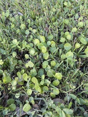 Hydrocotyle umbellata