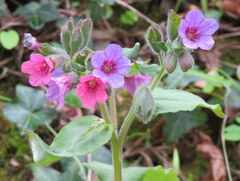 Pulmonaria officinalis