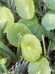 Hydrocotyle umbellata