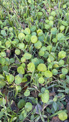 Hydrocotyle umbellata