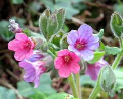Pulmonaria officinalis