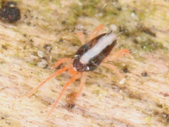 Acari