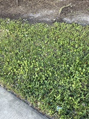 Hydrocotyle umbellata