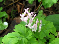 Corydalis cava