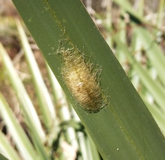 Gasteracantha cancriformis