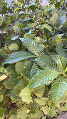 Psychotria nervosa