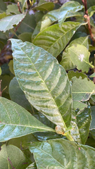 Psychotria nervosa