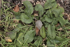 Salvia pratensis