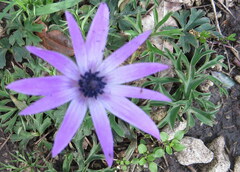 Anemone hortensis