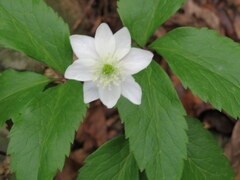 Anemonoides trifolia