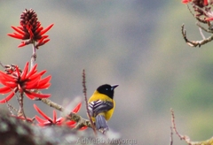 Icterus graduacauda