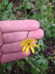 Ranunculus peduncularis