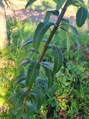 Ozoroa paniculosa