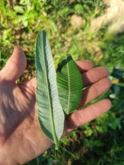 Ozoroa paniculosa