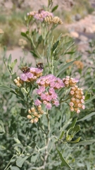 Tessaria absinthioides