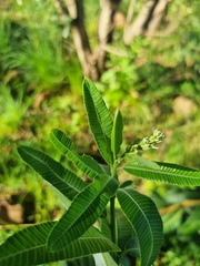 Ozoroa paniculosa
