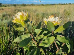 Protea welwitschii