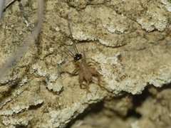 Modicogryllus algirius