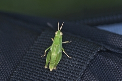 Orphulella punctata