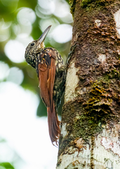 Xiphorhynchus lachrymosus