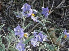Solanum elaeagnifolium