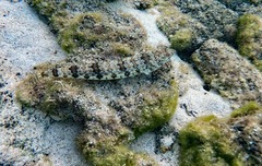 Synodus dermatogenys