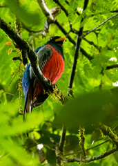 Trogon comptus