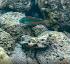 Stethojulis balteata