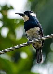 Notharchus pectoralis