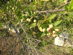 Myrtus communis