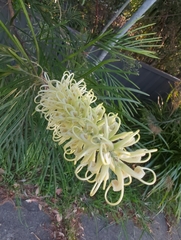 Grevillia