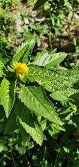 Turnera ulmifolia