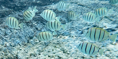 Acanthurus triostegus sandvicensis