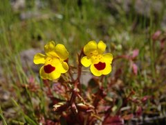 Erythranthe laciniata