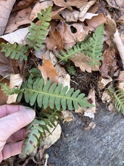 Polypodium virginianum