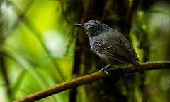 Dysithamnus puncticeps