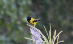 Icterus graduacauda