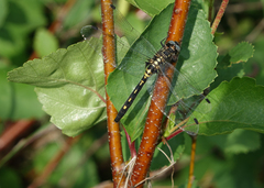 Leucorrhinia orientalis