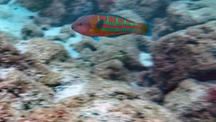 Thalassoma trilobatum
