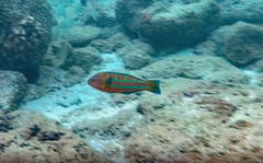 Thalassoma trilobatum
