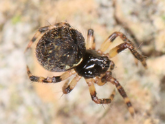 Dipoena melanogaster