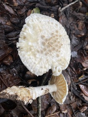 Amanita magniverrucata