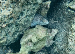 Gymnothorax pictus