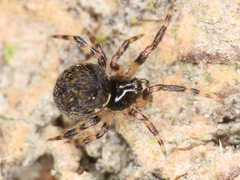 Dipoena melanogaster