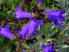 Campanula collina