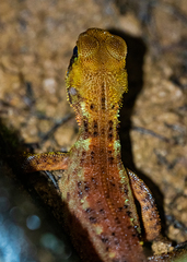 Enyalioides heterolepis