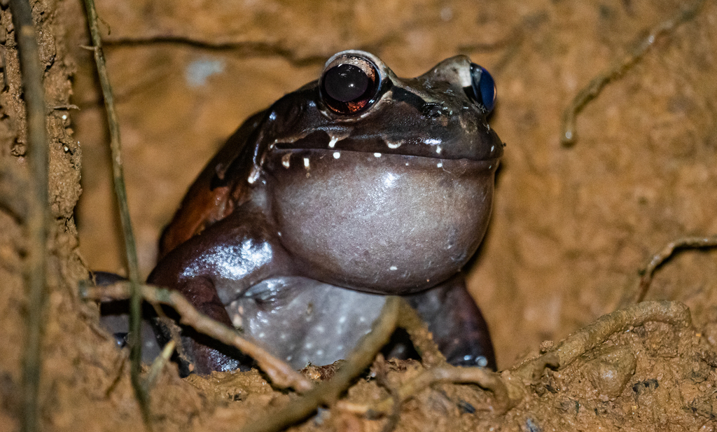Red-Thighed Thin-Toed Frog