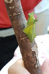 Battus polydamas