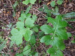 Macrachaenium gracile