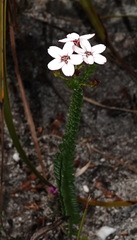 Adenandra brachyphylla